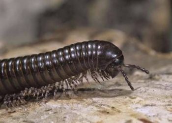 Kırkayağın hafıza kaybı