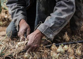 İsrail’de Çalışan Taylandlılar Ölümle Karşı Karşıya