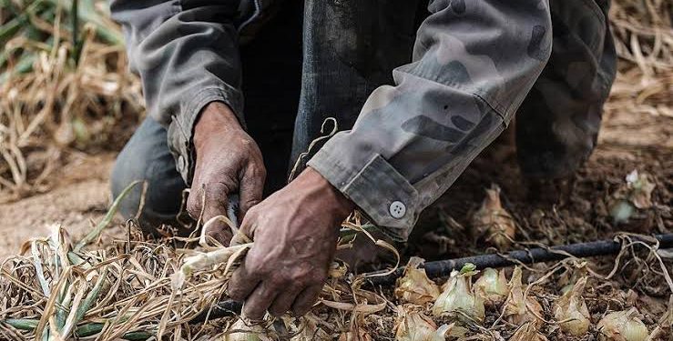 İsrail’de Çalışan Taylandlılar Ölümle Karşı Karşıya