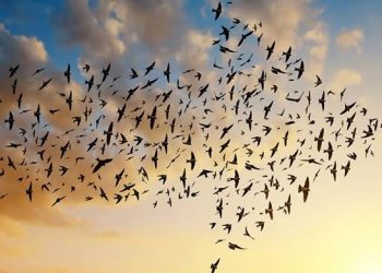 Düz Çizgide Yürüyememek