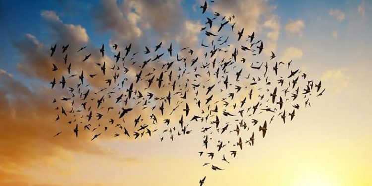 Düz Çizgide Yürüyememek