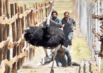 Serçelerin Şarkısı