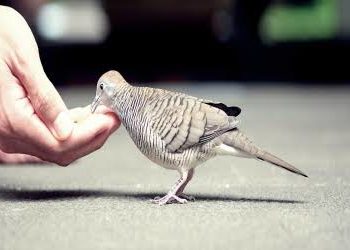 Batı, Merhameti Biliyor mu?