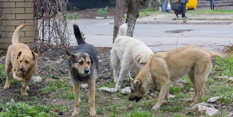 Çıkacak Yasayla Her Yıl Sokak Köpeği Vahşetini Yaşayan 180 Bin Kişinin Ahı Alınmaz mı?