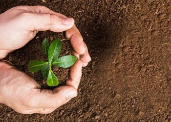 Gönlün Heyecanı, Gözün Neşvesi