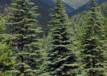 Süslenmeyi Sevmeyen Çam Ağacı