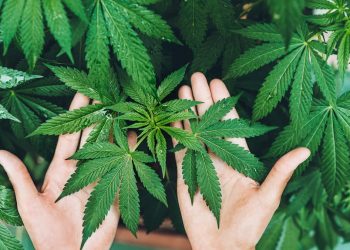 Tarım ve Ötesi! Kenevir’in Sırrı…