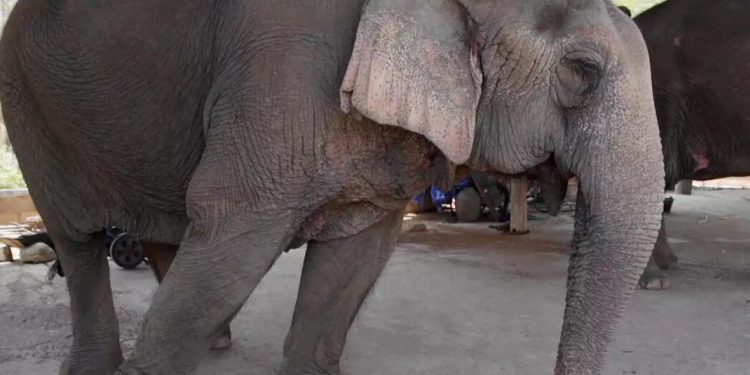 H. Ertürk: Fil İpi (İnanç)